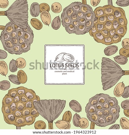 Background with lotus: lotus seed and fruits. Cosmetic and medical plant. Vector hand drawn illustration. Vector hand drawn illustration.