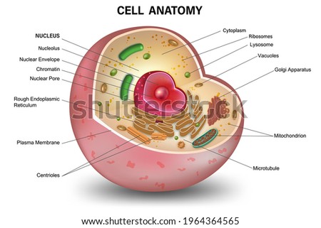 Cell section structure detailed colorful anatomy isolated on white background. vector illustration.
