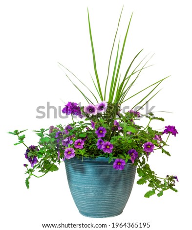 Isolated spring flower planter with purple petunias and verbena. Royalty-Free Stock Photo #1964365195