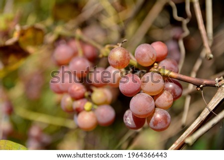grapes ripening in the sun