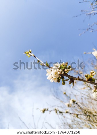 White spring blossom and the buds of new leaves on a branch against a blue sky with fluffy clouds in a country park 