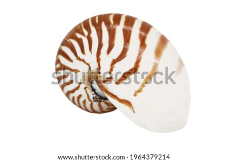 Nautilus pompilius  chambered nautilus pearly shell mollusc Royalty-Free Stock Photo #1964379214