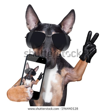 Bull Terrier taking a selfie with victory or peace fingers
