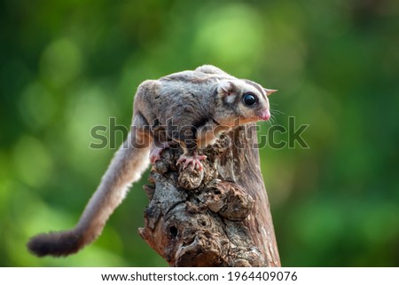 Sugar glider ( Petaurus breviceps ) on tree branch