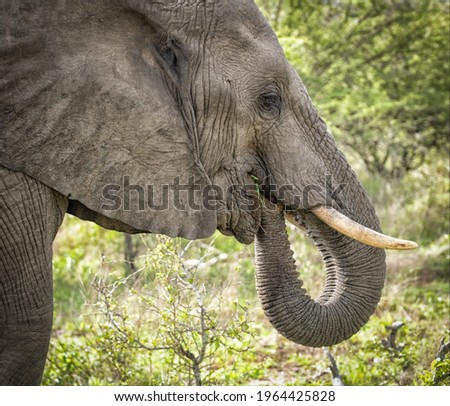 Side View Of The Majestic Elephant 