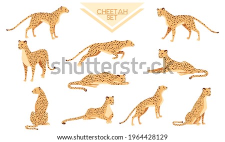 Set of Cheetah big wild cat african savannah predator animal cartoon design character vector illustration on white background Royalty-Free Stock Photo #1964428129