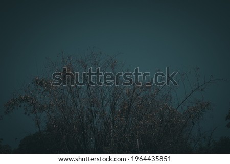 picture of dark sky and bamboo trees.