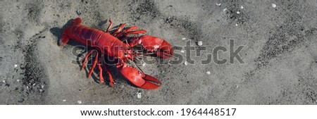 Colourful red crayfish isolated on sand background. Panoramic image, copy space. Animals, nature, wildlife, science, zoology, biology, educational toys for kids. Play, joy, fun concepts