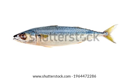 Fresh Saba Mackerel from the Atlantic Ocean Rich in HDL Omega3.