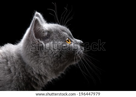 portrait of british short hair kitten on black background