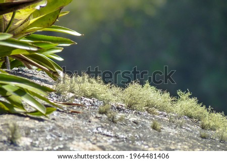 Various lichens, small plants, in rock under the sun, Teresopolis, State of Rio de Janeiro, Brazil