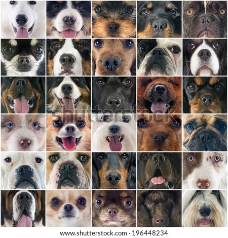 composite picture of head of dogs in studio