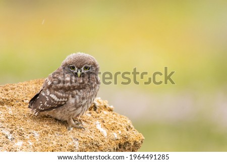 Little Owl Athene noctua, perched on rocks in sunlight.