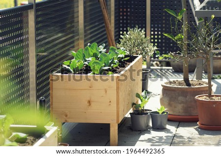 Wooden raised bed with fresh green vegetabled standing on a balcony garden beneath potted plants. Royalty-Free Stock Photo #1964492365
