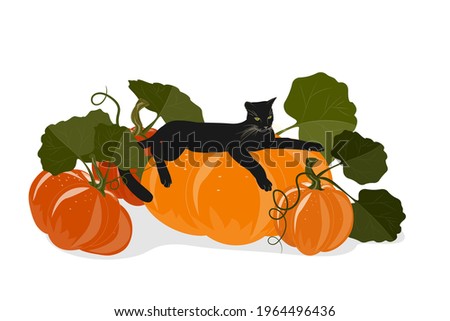 A black young cat is lying on a large pumpkin. Autumn illustration with a harvest of pumpkins for Halloween or greeting cards. Vector clip art isolated on a white background.