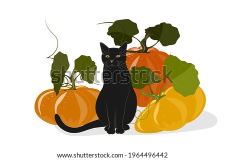 A black young cat sits next to large pumpkins. Autumn illustration with a harvest of pumpkins for Halloween or greeting cards. Vector clip art isolated on a white background.