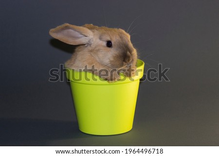 small rabbit in a green pot