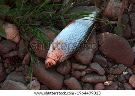 The caught fish lies on the rocks. Fishing outdoors. Catch of the fisherman