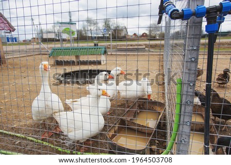 white geese in the pen behind bars on the farm 