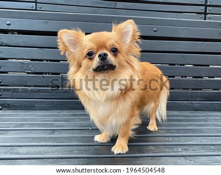 Chichuachua cute dog on wooden black stage ginger