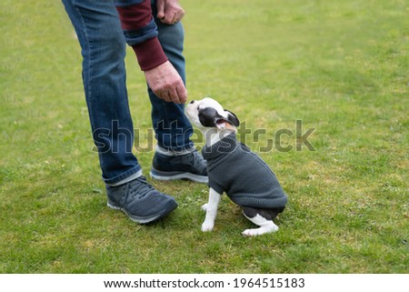 Small Boston Terrier puppy wearing a jumper being trained to sit by a man who is holding a treat. They are outside on grass. 