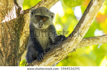 White-throated Monkey (cercopithecus albogularis) in a tree, Kenya, Africa Royalty-Free Stock Photo #1964516191