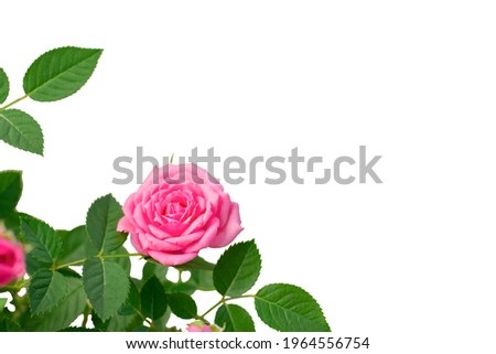 Isolated rose on white background