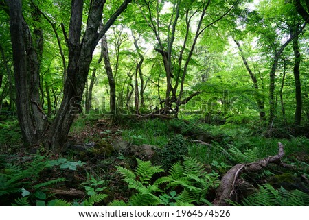 a flourishing forest in springtime Royalty-Free Stock Photo #1964574526