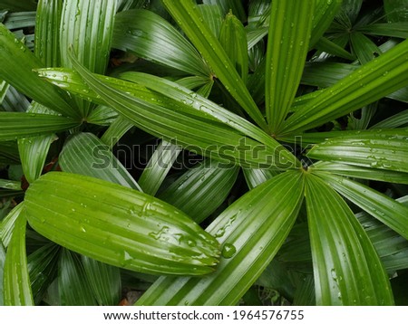 Palem jari or Rhapis excelsa plant background