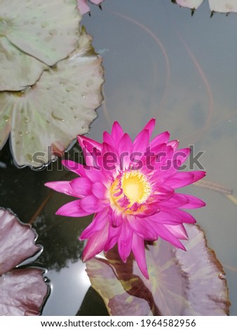The lotus flowers in the middle of the pond are colorfully blooming in the beautiful pond