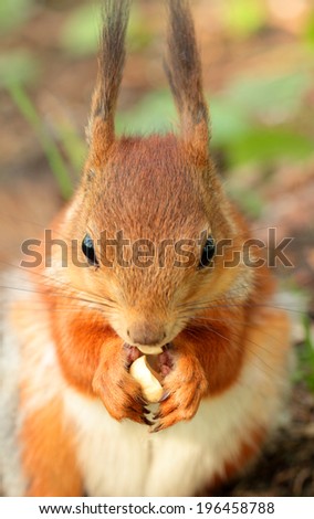 Closeup view of a  squirrel eating a nut