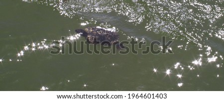 Bokeh background of shiny water with turtle.