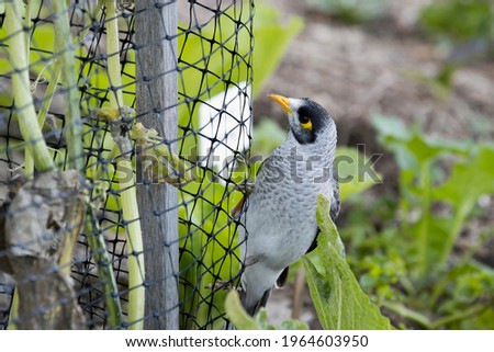 Pest Netting that allows the pollinators in and keeps birds, possums and rabbits out of the vegetable garden. Australian Noisy Minor Bird on the net.  Royalty-Free Stock Photo #1964603950