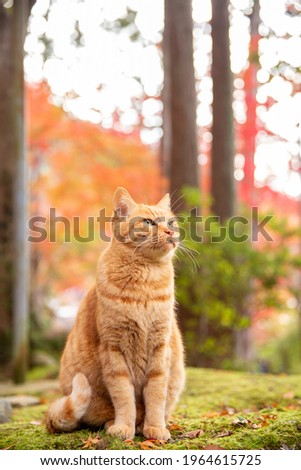 cat japan in autumn leaves