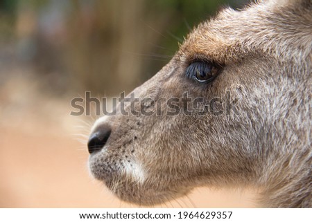 A Kangaroo looking forward for some food