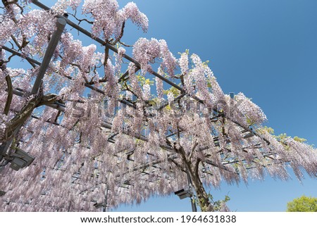 Beautiful blue sky and wisteria flowers in full bloom. A springtime scene in Japan.