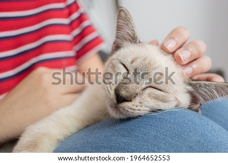 Happy tabby cat lovely comfortable Stay home with cat Pets and lifestyle 