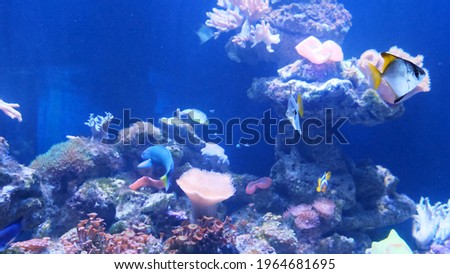 Tropical colorful fish on a coral reef