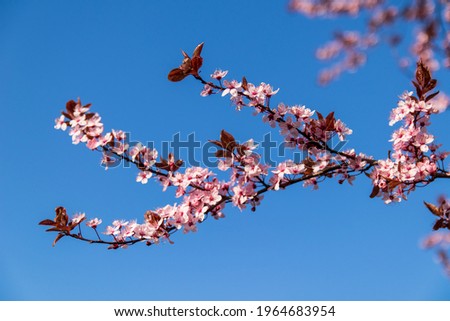 Spring signs as flowering beautiful tree in bright sun shooted in Jastrzebie-Zdroj, Poland