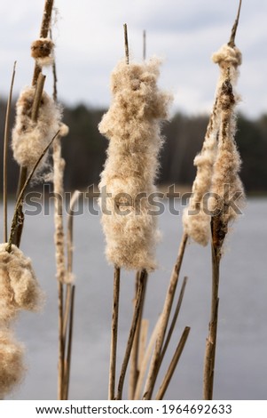 Blown-out bulrushes, a photo close up in the style of a boho