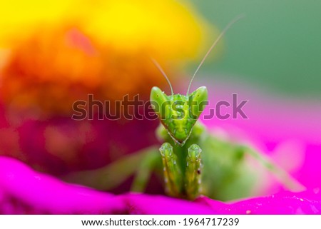 green flower praying mantis on flower
