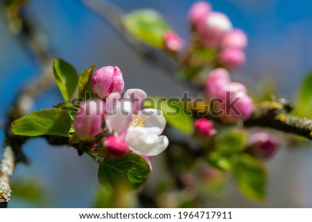 Apple (Malus) magenta, pink, white Flowers in an orchard in Tuebingen Germany in an old Fruit tree garden on a sunny spring day close up with blue sky and selective focus on a single blossom.