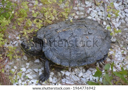 shot of a tortoise of the common geographic paper native to north america