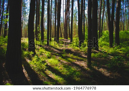 A dense elven forest in the early morning Royalty-Free Stock Photo #1964776978