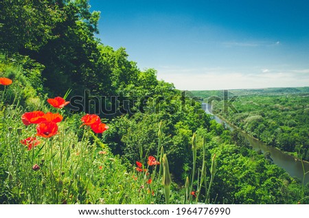 Poppies on a picturesque slope Royalty-Free Stock Photo #1964776990