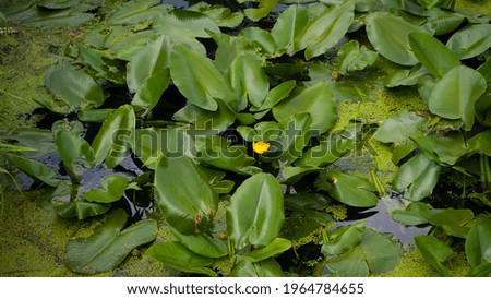 yellow lily flowers and green leaves in a pond. Yellow water-lily, flower closeup on a background of green leaves. water-lily flowers in a pond. Nuphar lutea or brandy-bottle, nymphaeaceae.