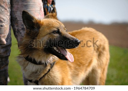 Beautiful red-haired dog. big fluffy dog, portrait, head close-up. home animal. dog with character looking away. red stray dog. animal shelter concept, care, veterinary. looks like a fox