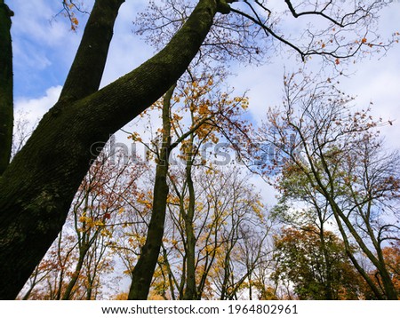 Look up autumn season tall dark trees with yellow and green leaves on blue sky with clouds, natural forest background