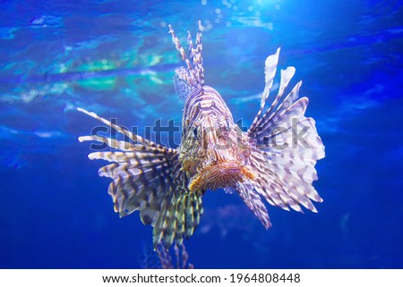 Dangerous Lionfish zebra fish in the Indian ocean water
