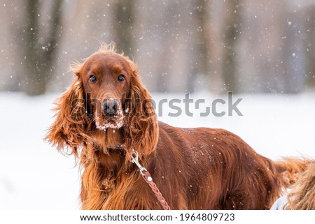 Irish Red Setter dog playing on a leash on a winter walk Royalty-Free Stock Photo #1964809723